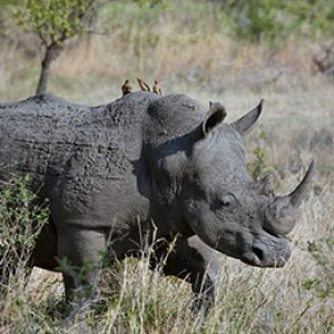 sudafrica-safari-clasico