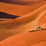 El desierto de Namib: dunas rojas, antílopes… niebla