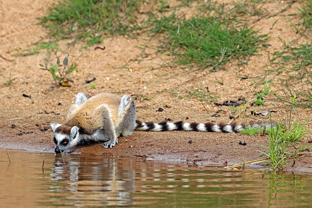 anja_madagascar