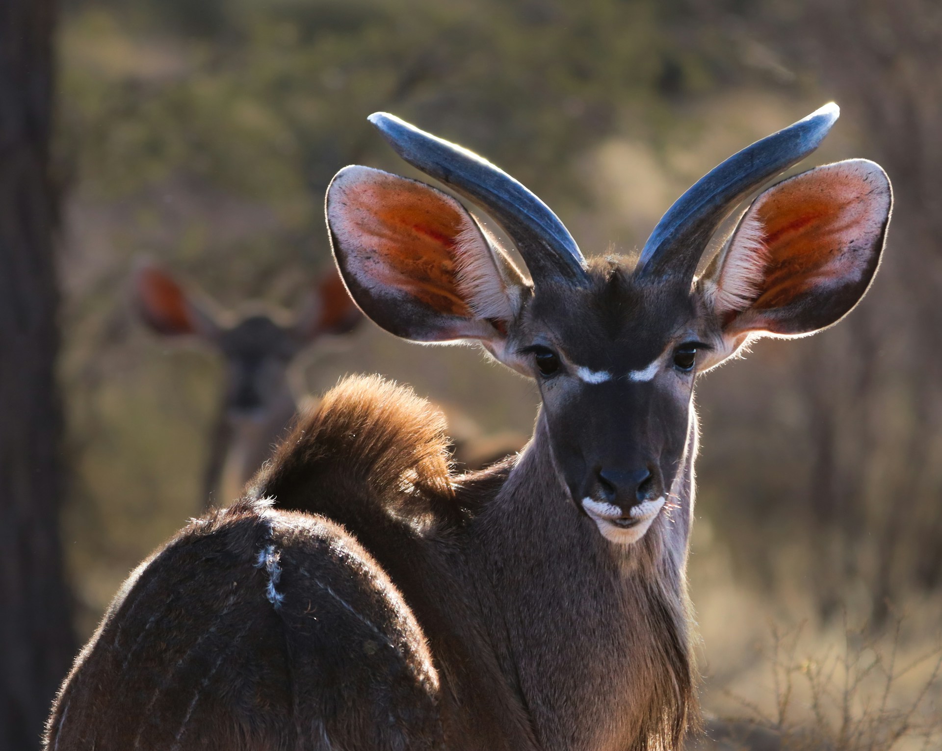 botswana_kalahari