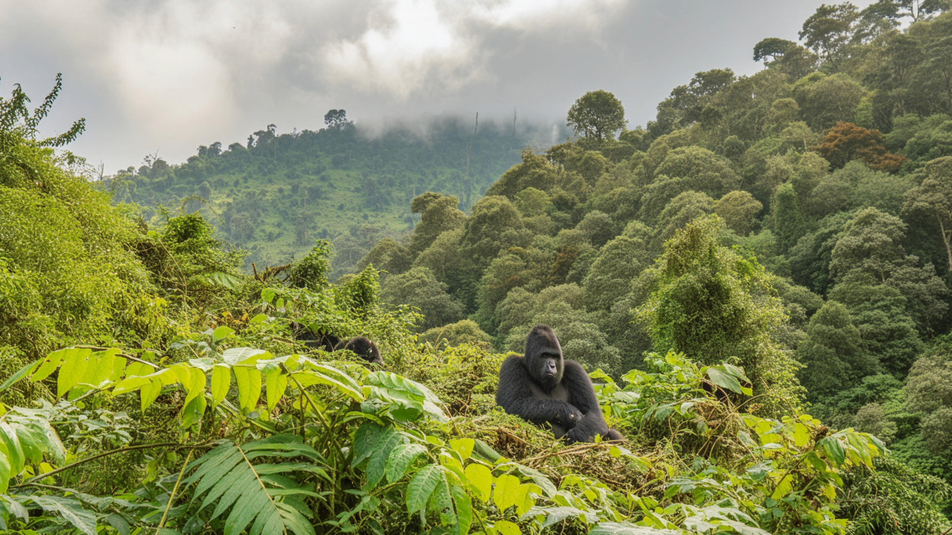 gorilas_uganda_ruanda