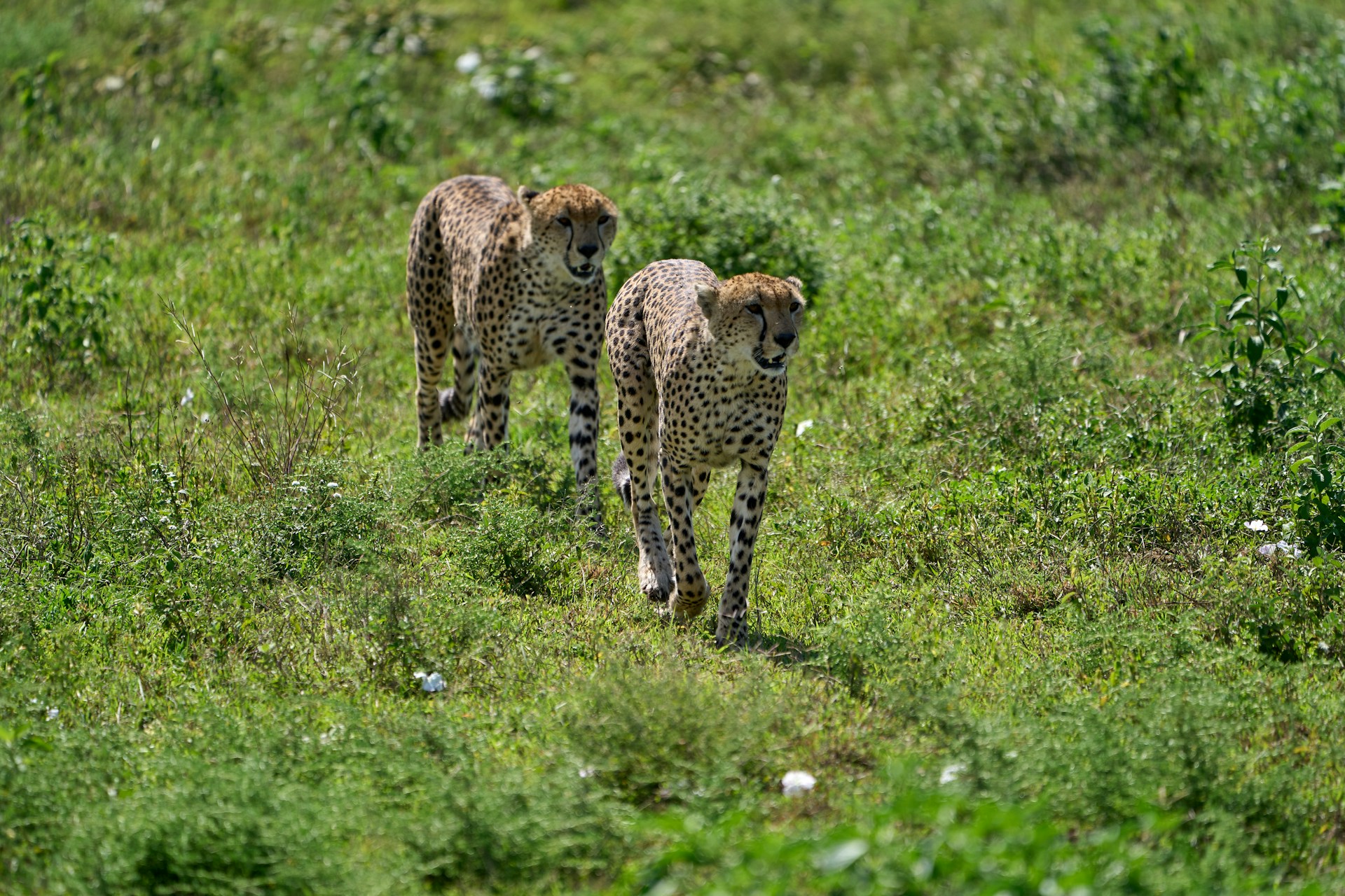 Ngorongoro_tanzania