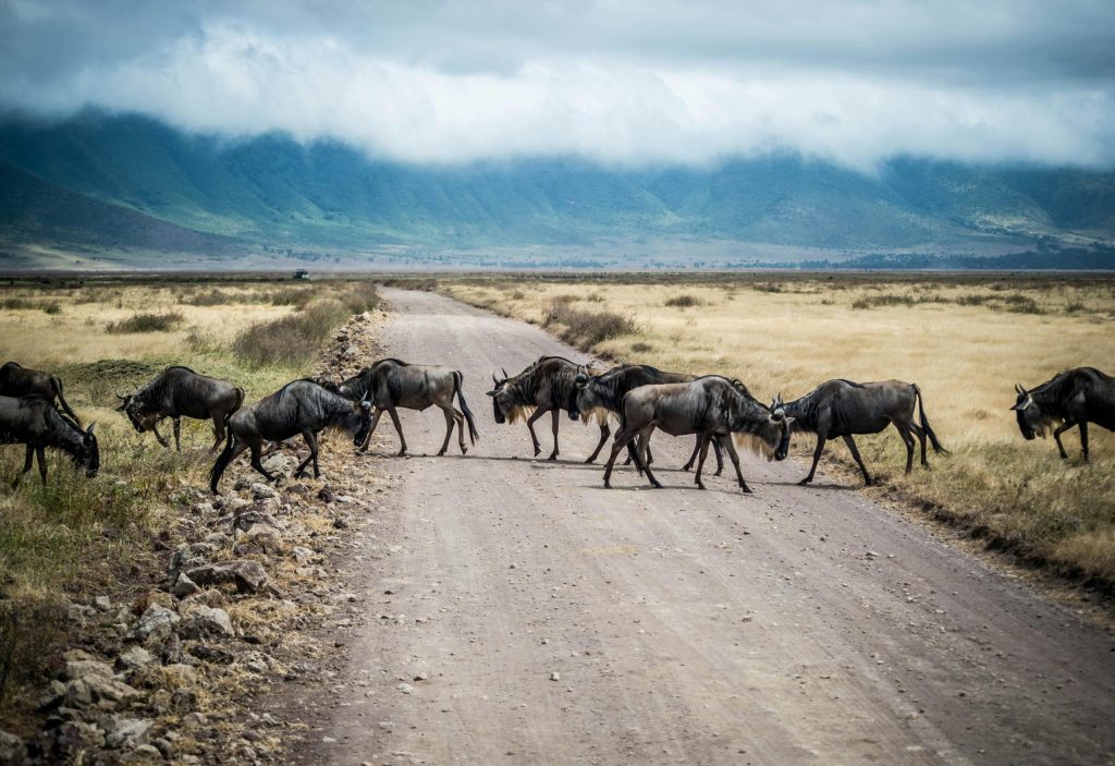 Crater Ngorongoro 