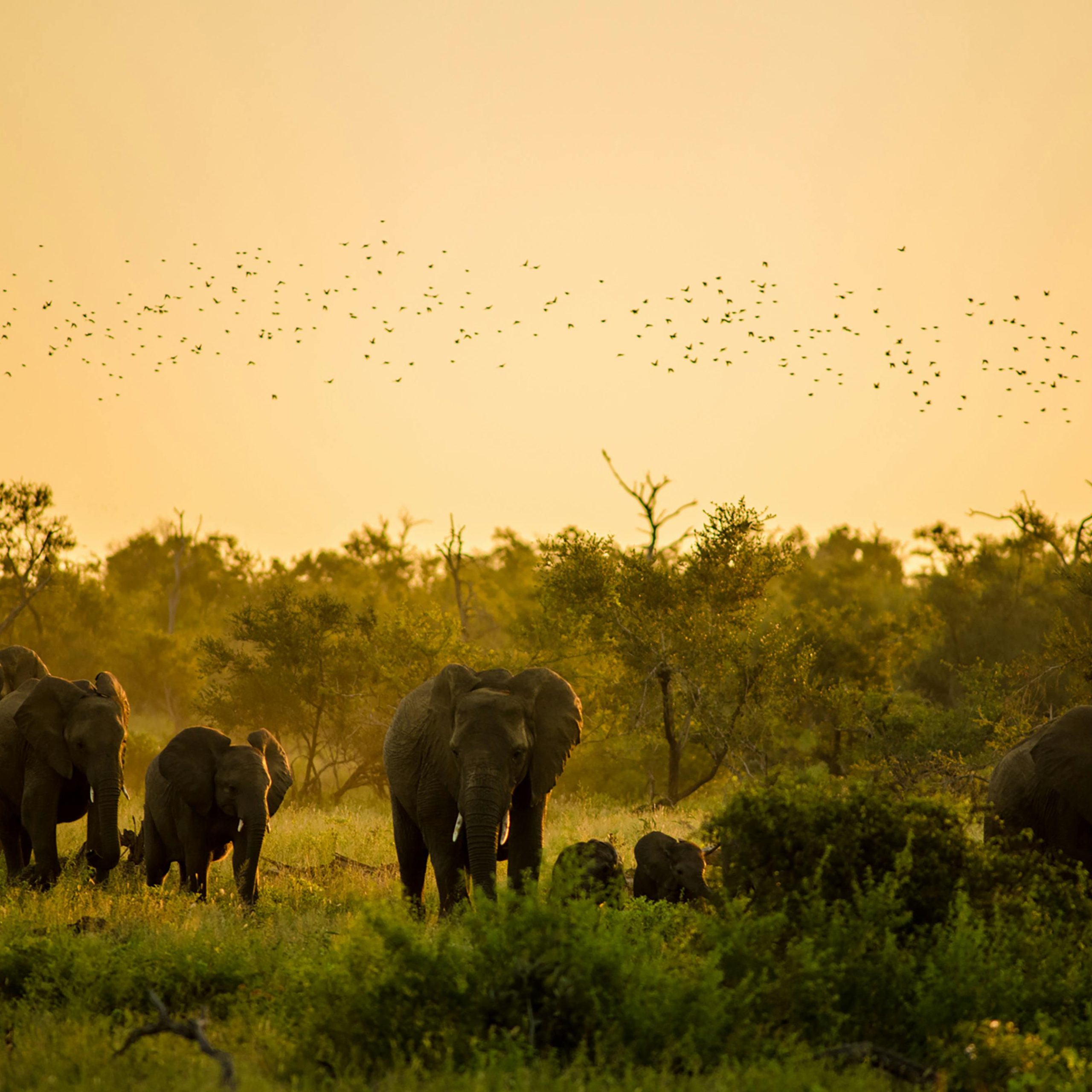 parque_kruger