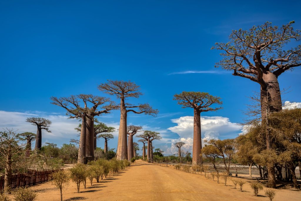 Baobab. Los árboles mágicos de Madagascar 