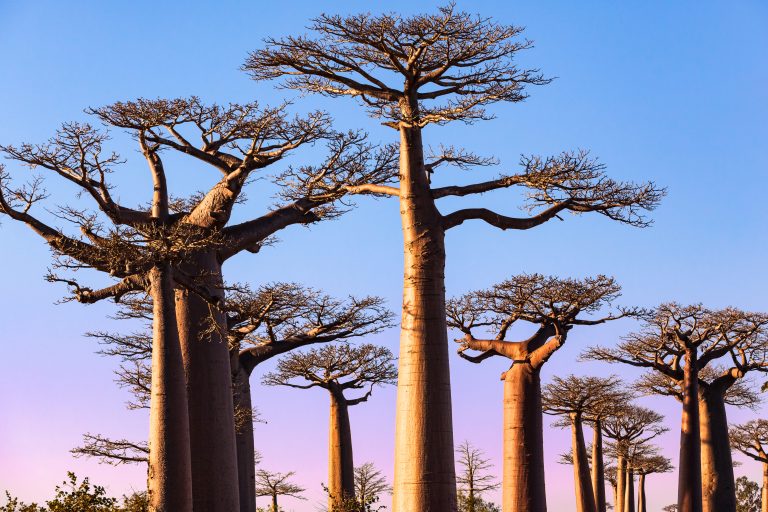 Los baobabs, los árboles mágicos de Madagascar