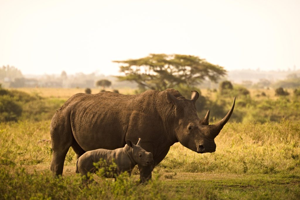 Nairobi