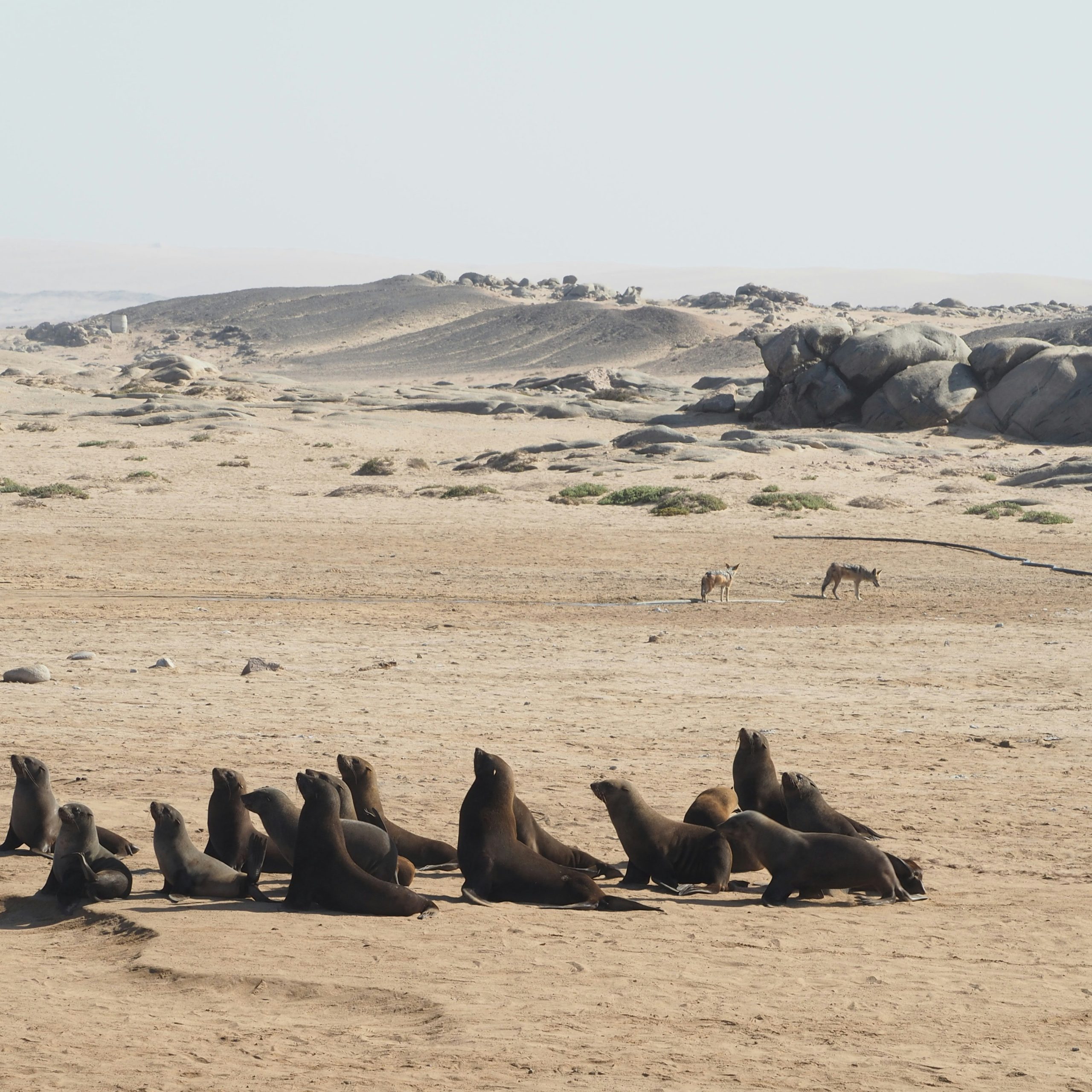 lobos_marinos