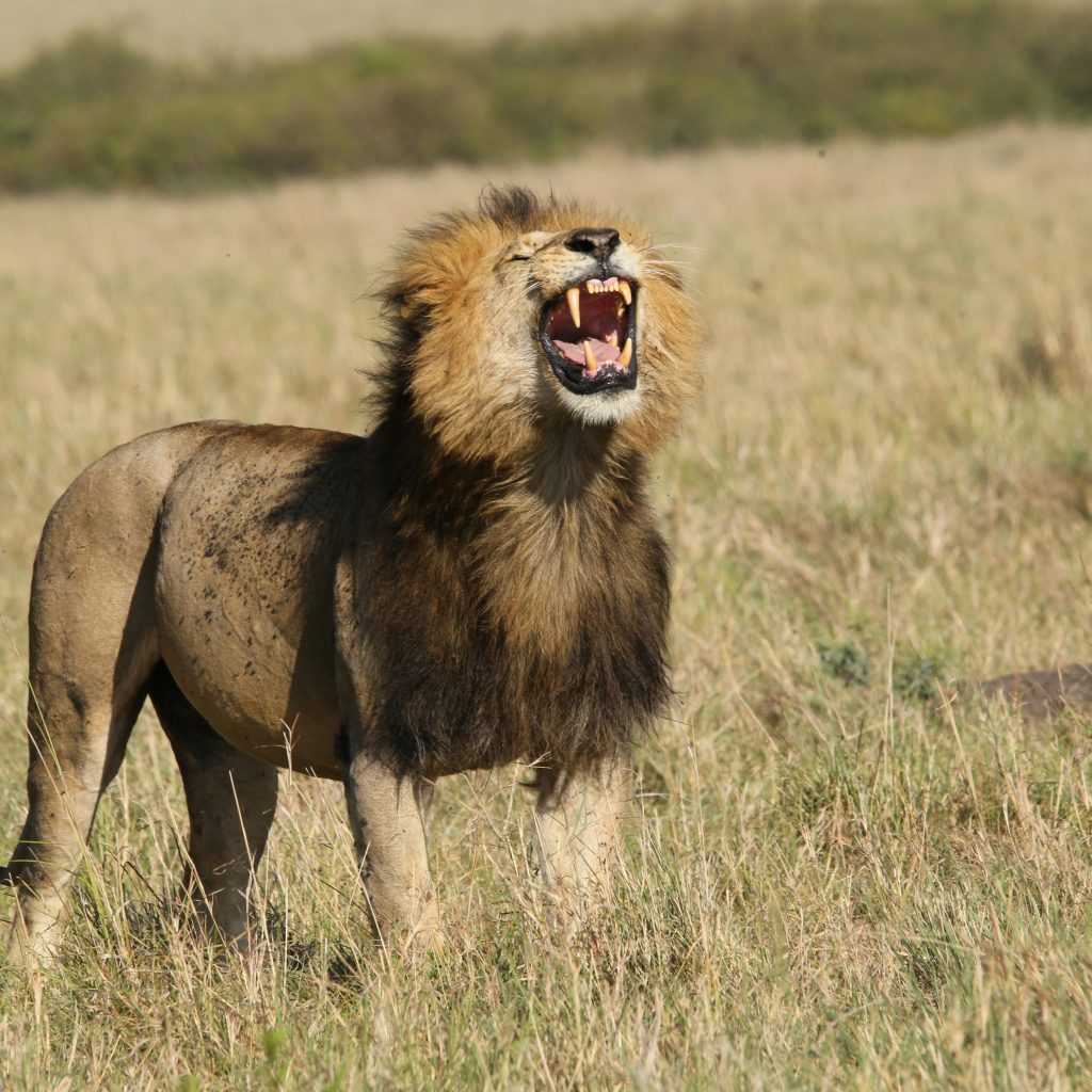 kenia