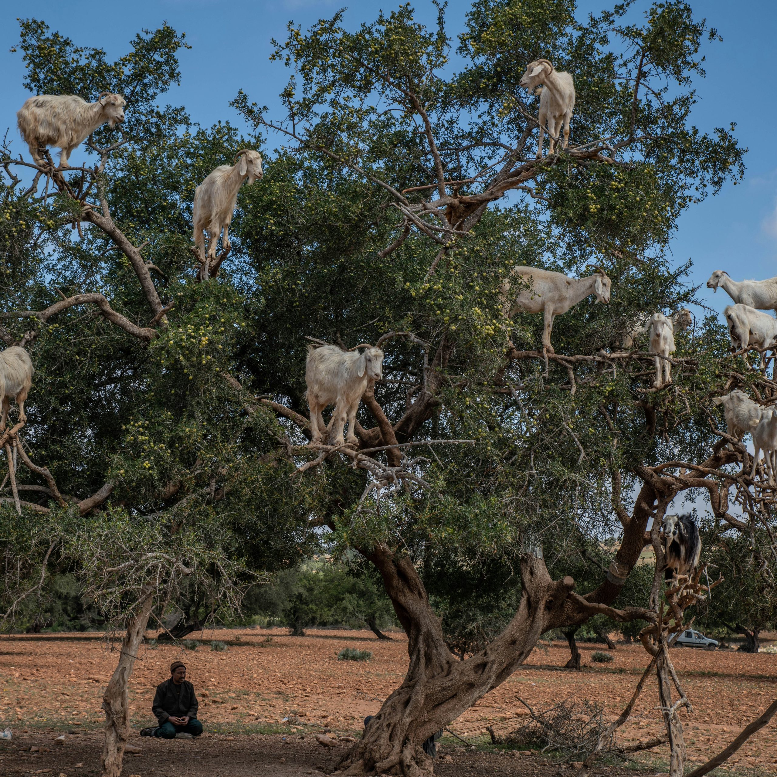 cabras_Marruecos