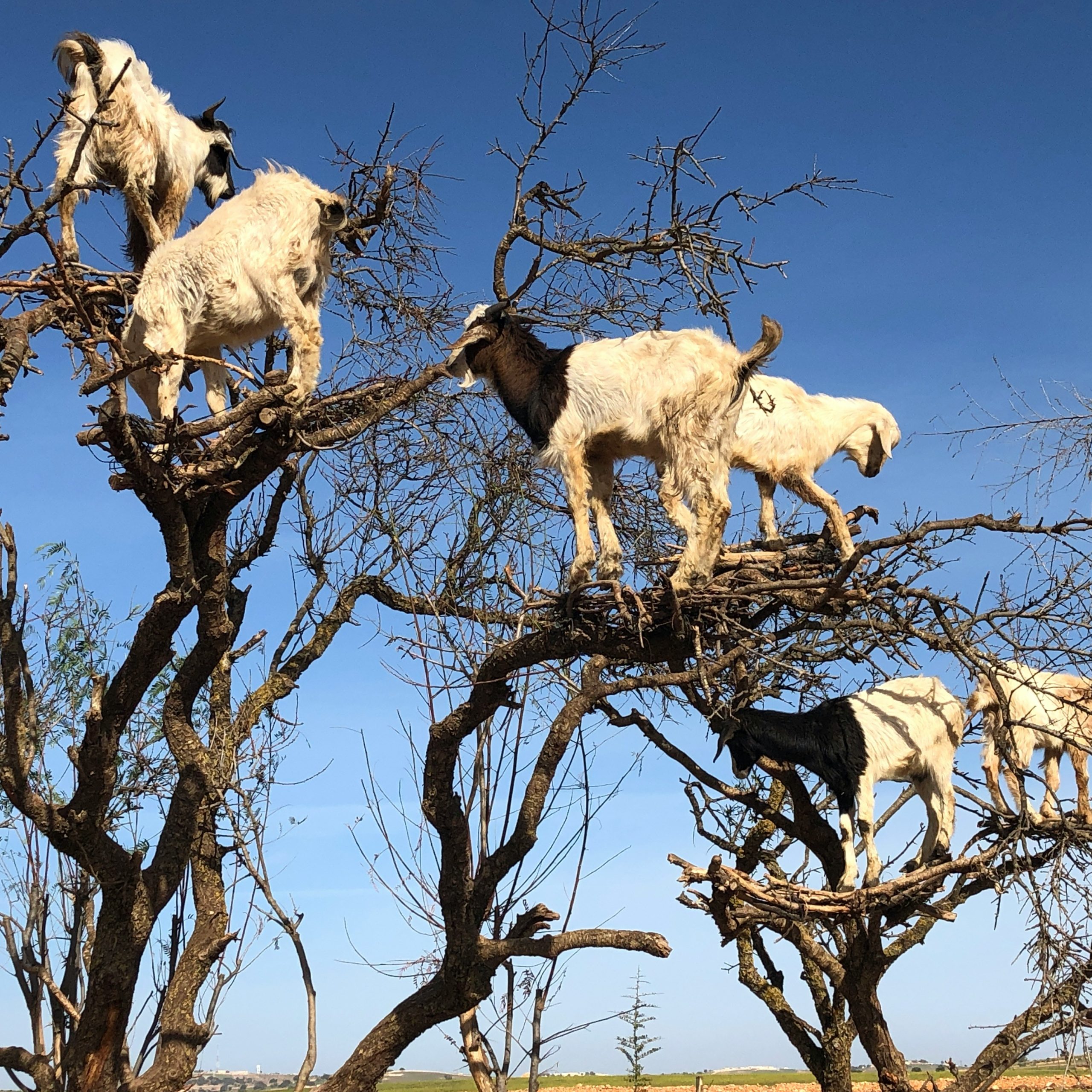 cabras_Marruecos