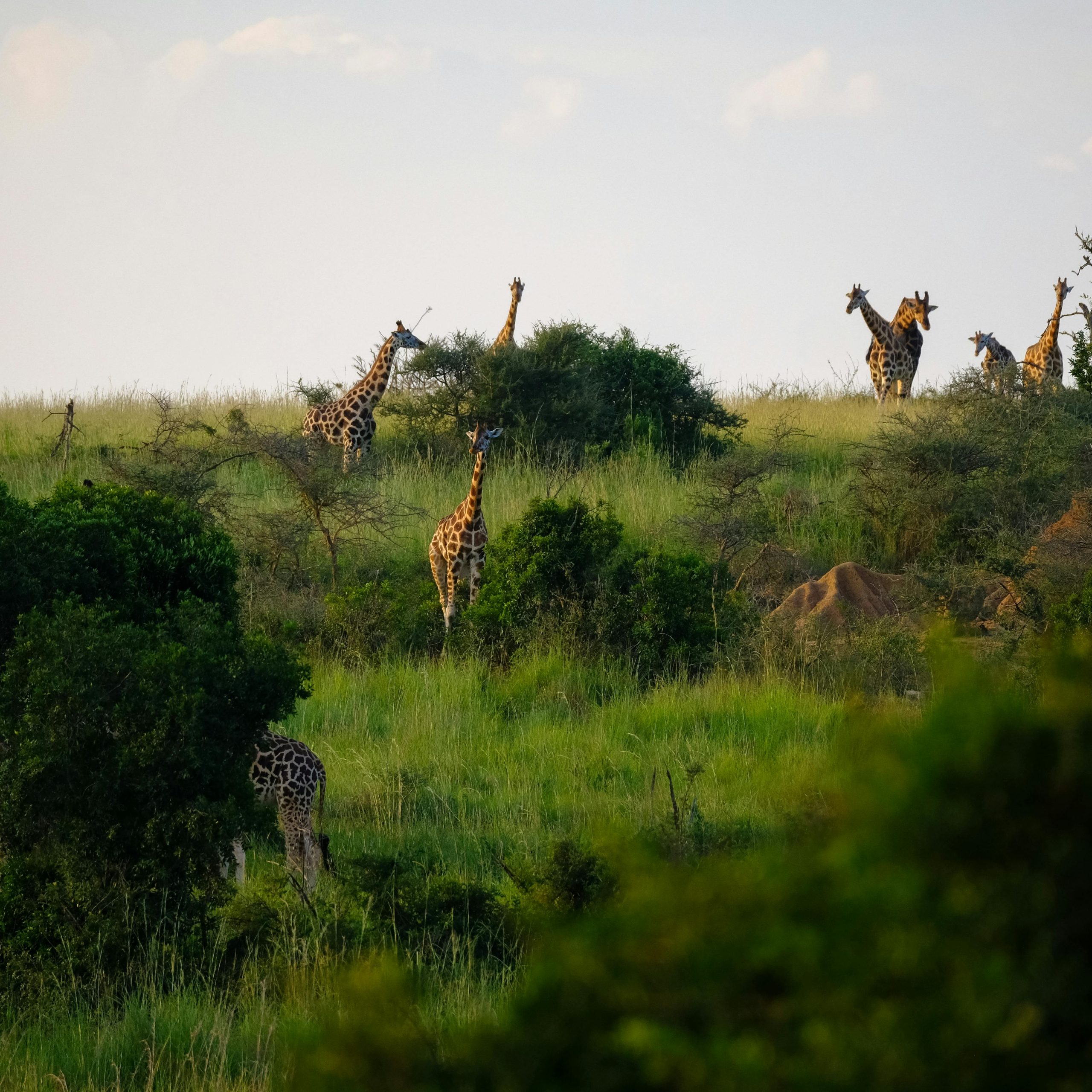 africa