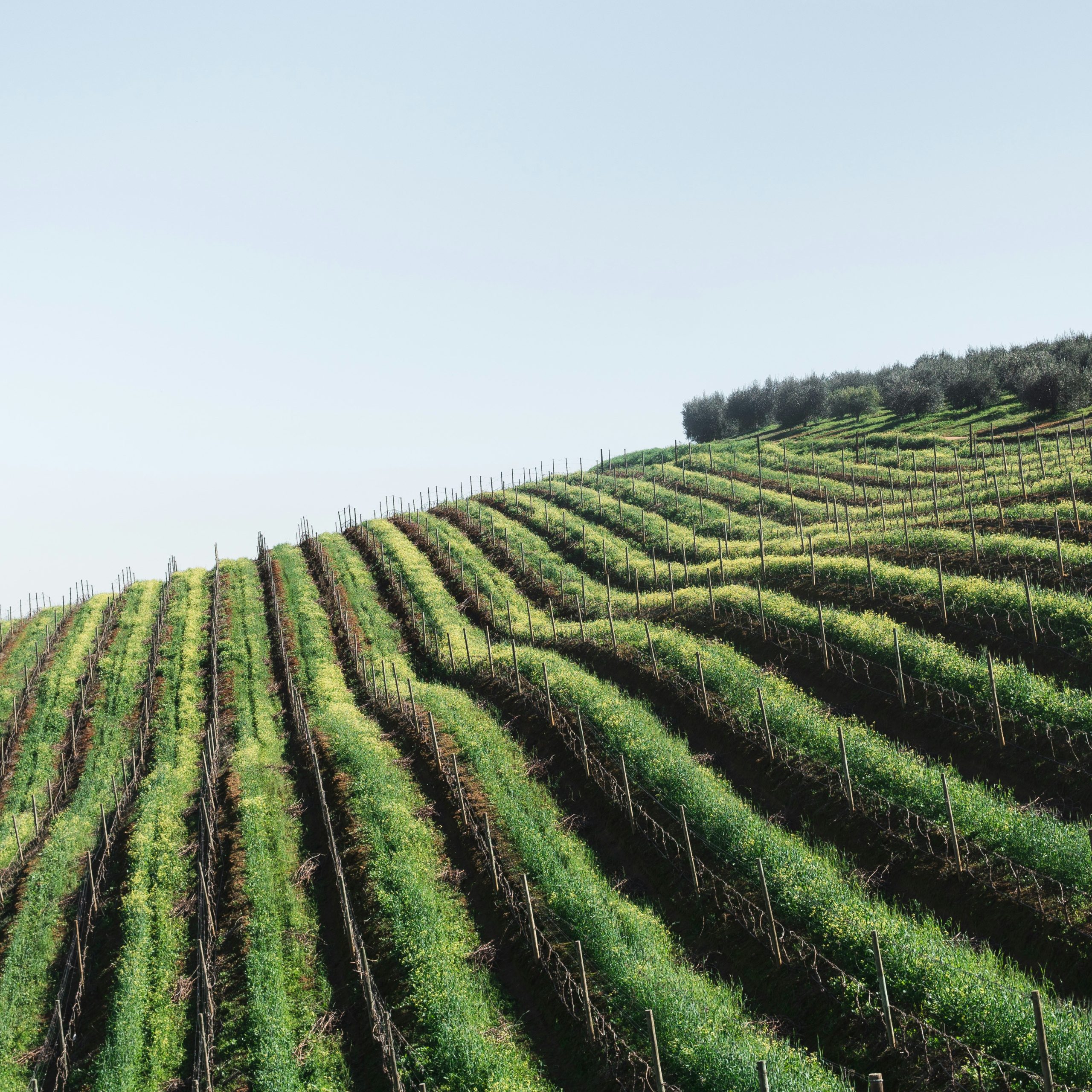 viñedos