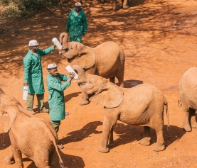 Orfanato de elefantes Sheldrick Wildlife: conservación y esperanza en Kenia